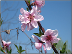 foto foto Paesaggi Collinari in Primavera